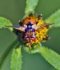 Gymnosoma sp.